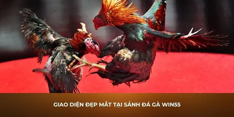 Trận đá gà trên WIN55 có giao diện cực sắc nét