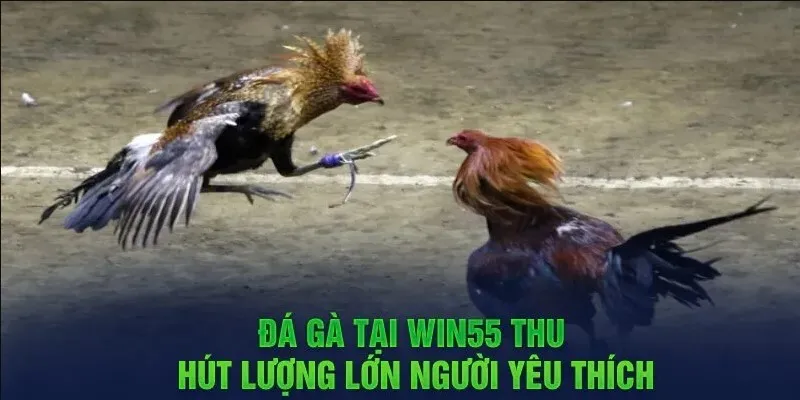 Ưu điểm đặc biệt nhất tại sảnh Đá gà trên WIN55